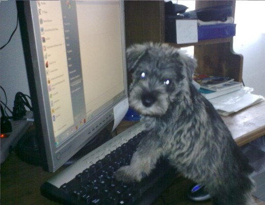 luna checando su correo luna checando su correo